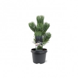 PinusnigraOregonGreen30-40cmConifeer-Warentuinnatuurlijk