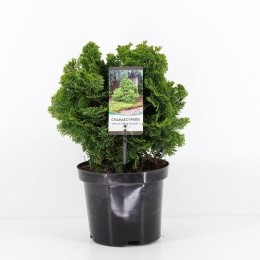 Chamaecyparisobtnanagracilis40cm-Warentuinnatuurlijk