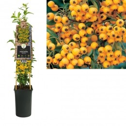 KlimplantPyracanthaSoleildOr75cm-Vanderstarre
