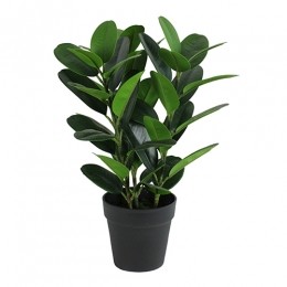 Garciniabonsai45cm-Buitengewoondeboet