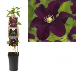 KlimplantClematisWarszawskaNike75cm-Vanderstarre