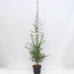 Larixkaempferi100-150cm-Warentuinnatuurlijk