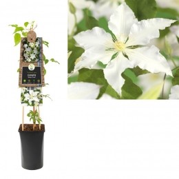 KlimplantClematisGladysPicard75cm-Vanderstarre