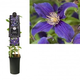 KlimplantClematisSoManyBlueFlowersPBR75cm-Vanderstarre