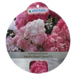 HortensiaPaniculataVanille-Fraise-Warentuinnatuurlijk