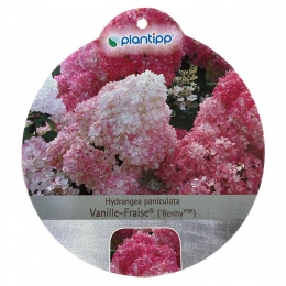HortensiaPaniculataVanille-Fraise-Warentuinnatuurlijk