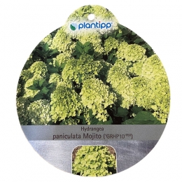 HortensiaPaniculataMojito-Warentuinnatuurlijk