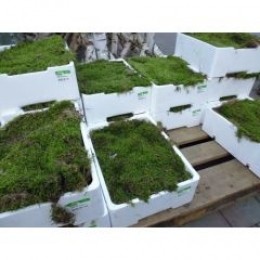 OutletGVierkistenplatmos4lagenmosperkistWarentuinNatuurlijk-WarentuinCollection