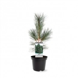 PinusflexilisVanderWolfsPyramid30-40cmConifeer-Warentuinnatuurlijk
