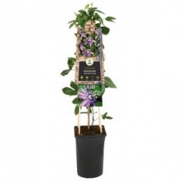 KlimplantPassifloraBettyMilesYoungpassiebloem-Vanderstarre