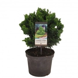 Chamaecyparisobtnanagracilis50cm-Warentuinnatuurlijk