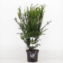 Taxusmediagroenland50-60cm-Warentuinnatuurlijk