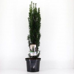 Taxusbaccatafastigiatarobusta60-80cm-Warentuinnatuurlijk