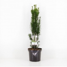 Taxusbaccatafastigiatarobusta40-50cm-Warentuinnatuurlijk
