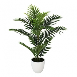 Minipalm75cm-Buitengewoondeboet