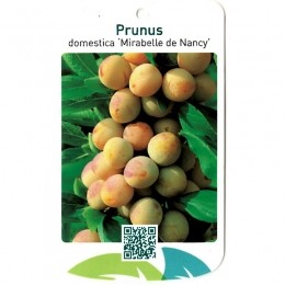 PrunusDomesticaMirabelledeNancy-Oosterikhome