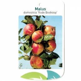 MalusDomesticaRodeBoskoop-Oosterikhome