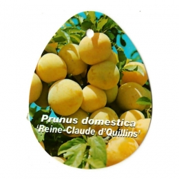 PrunusDomesticaReineClaudedQuillins-Oosterikhome