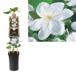 KlimplantClematisMadameLeCoultre75cm-Vanderstarre