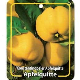 CydoniaKonstantinopelerApfelquitte-Oosterikhome