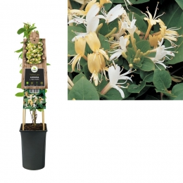 KlimplantLonicerajHallsProlific75cm-Vanderstarre