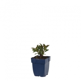 EuphorbiaamygdPurpurea-Griffioen