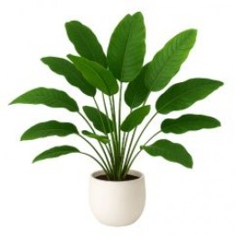 OutletZStrelitziabladeren70cm24bladerenopsteker-WarentuinCollection