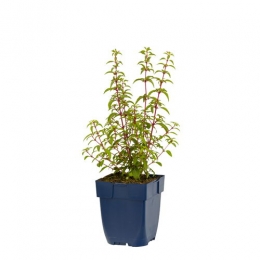 FuchsiaRiccartonii-Griffioen