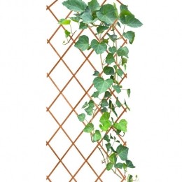 HIXAKlimrekPlantenTrellisPlantenrekBuitenenBinnenMuurPlant