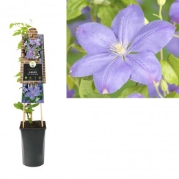 KlimplantClematisMrsCholmondeley75cm-Vanderstarre