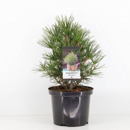 Sciadopitysverticillata30-40cm-Warentuinnatuurlijk