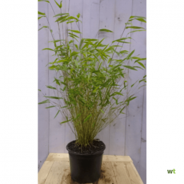Bamboenietwoekerend120cm-Warentuinnatuurlijk