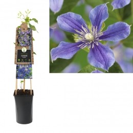 KlimplantClematisArabella75cm-Vanderstarre