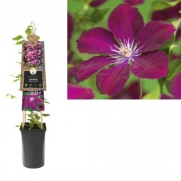 KlimplantClematisRougeCardinal75cm-Vanderstarre