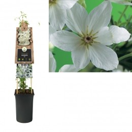 KlimplantClematisJoe75cm-Vanderstarre