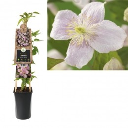 KlimplantClematismontanaMayleen75cm-Vanderstarre