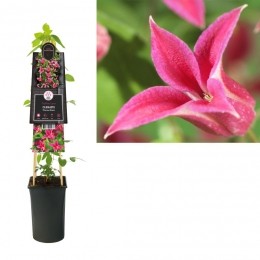 KlimplantClematisPrincessDiana75cm-Vanderstarre