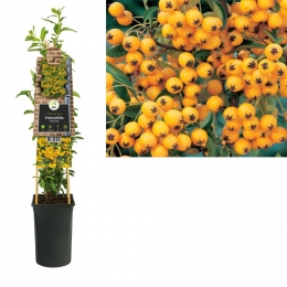 KlimplantPyracanthaSoleildOr75cm-Vanderstarre