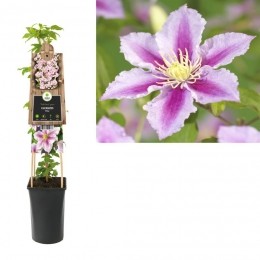 KlimplantClematisPiilu75cm-Vanderstarre