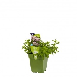 WildemarjoleinkruidOriganumvulgareCompactum-Griffioen