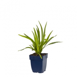 Liatrisspicata-Griffioen