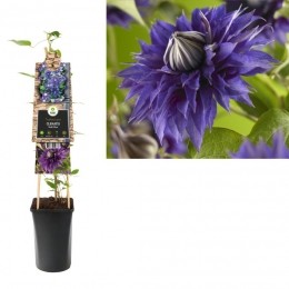KlimplantClematisMultiBlue75cm-Vanderstarre