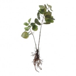 MicaDecorationsEucalyptusKunstplant-L12xB28xH64cm-Groen