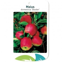 MalusDomesticaGloster-Oosterikhome