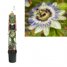 KlimplantPassifloraCaerulea120cm-Vanderstarre