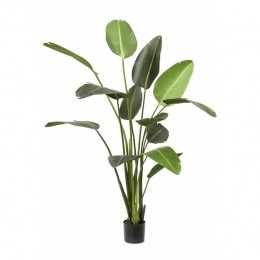 EasyplantsKunstplantStrelitzia230Cm