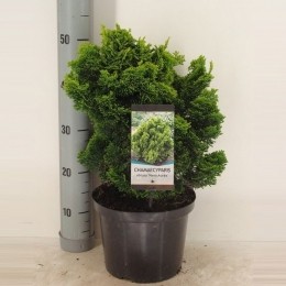 Chamaecyparisobtnanaaurea50cm-Warentuinnatuurlijk
