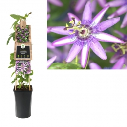 KlimplantPassifloraAmethyst75cm-Vanderstarre