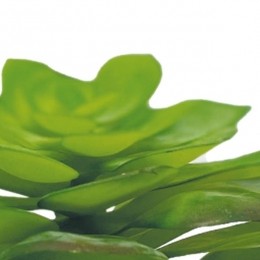 ReptoAquadistriplantecheveria-Aquadistri