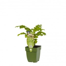 ValeriaankruidValerianaofficinalis-Griffioen